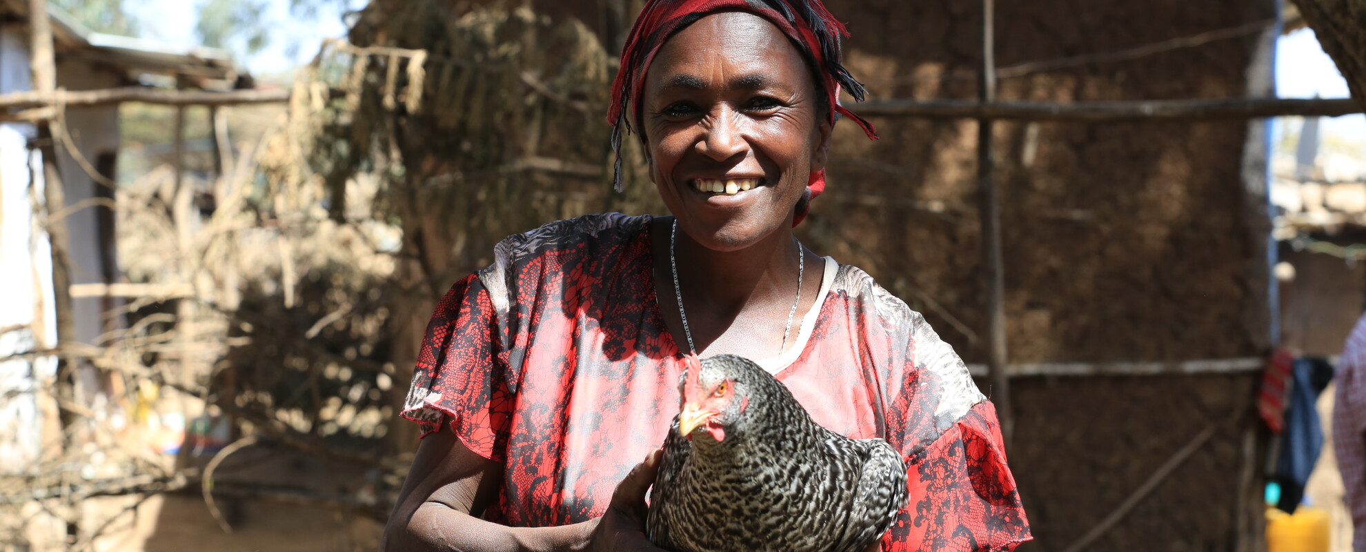 African Chicken Genetic Gains (ACGG) project (photo credit: ILRI/Apollo Habtamu) 2017.