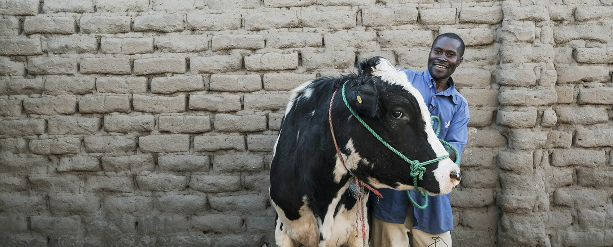 Superior bull identified through genotypic and phenotypic data under African Dairy Genetic Gains Platform (photo credit: ILRI/K Dhanji).