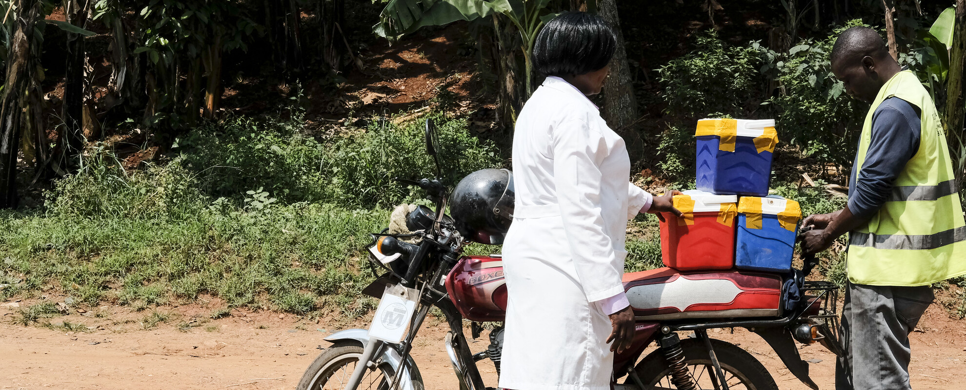 Artificial insemination in pigs, Uganda (photo credit: Photo K. Dhanji/ILRI).