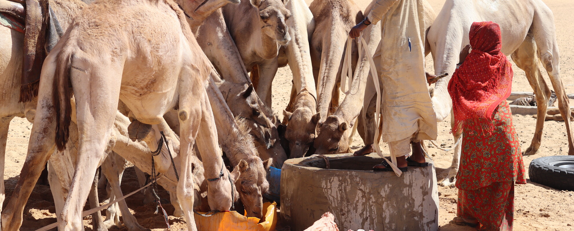 Young female camel herder watering camel herd from a well in Wadi Howar in the Gizu ecosystem in the Sahara Desert, Sudan (photo credit: ILRI/H.Sulieman).