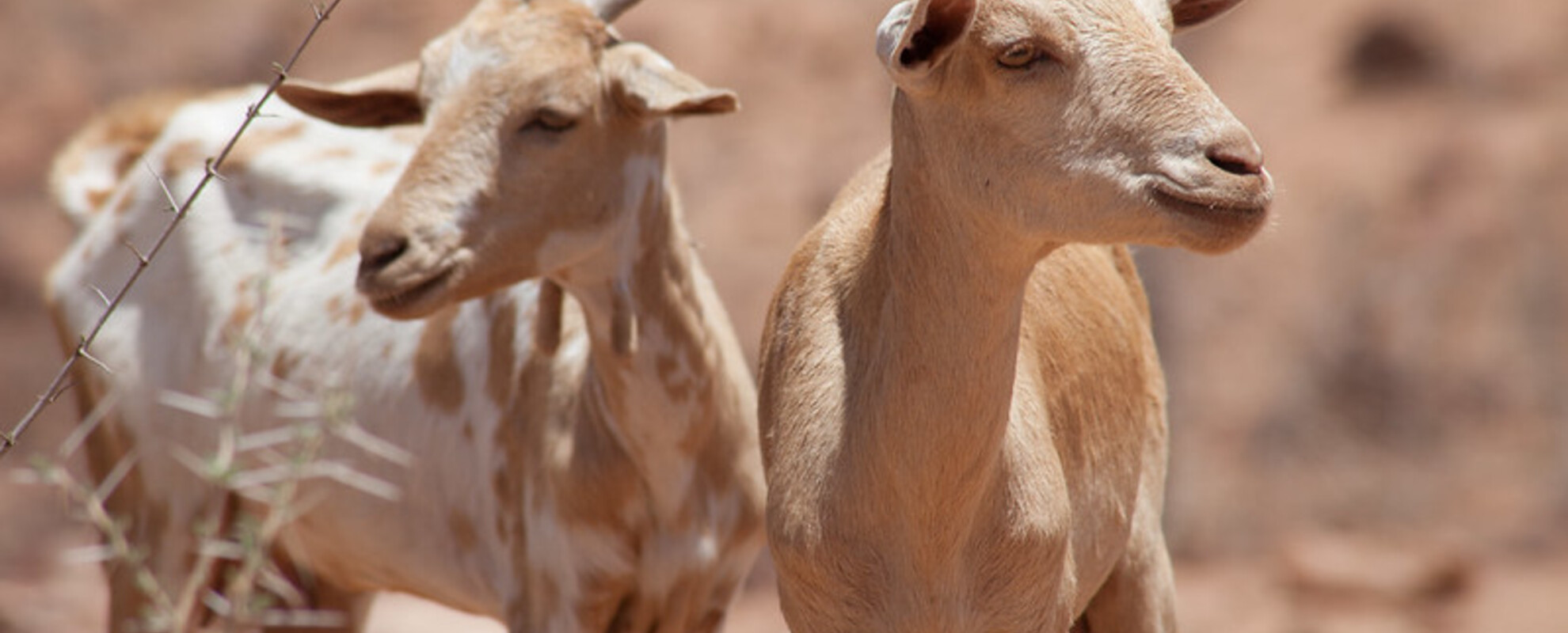 Abergelle goats