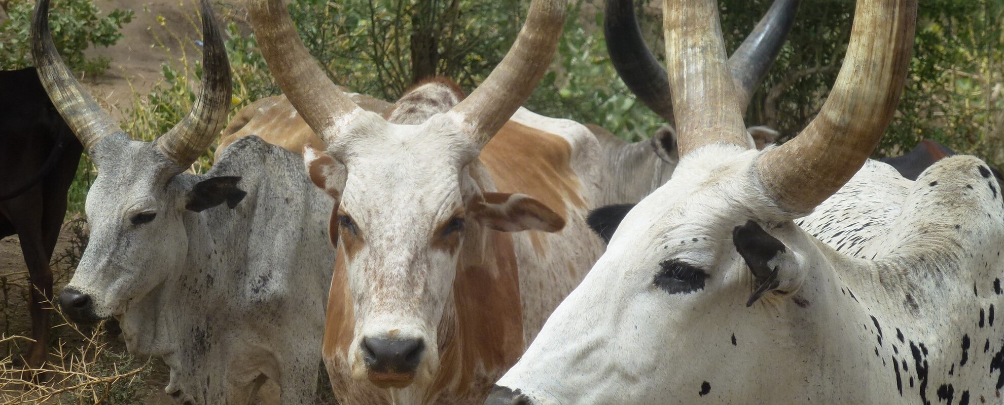 Afar cattle