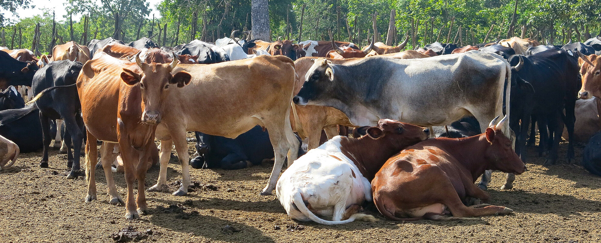 A cattle herd at Shamba Kubwa farm in Wami Sokoine village, Tanzania (Simon Fravaal/ILRI)