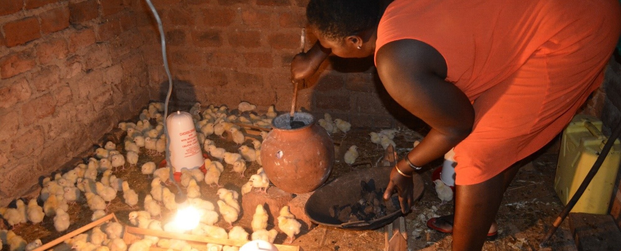 A poultry farmer in Wakiso attends to day-old chicks in a brooder (photo credit: ILRI/Pamela Wairagala).