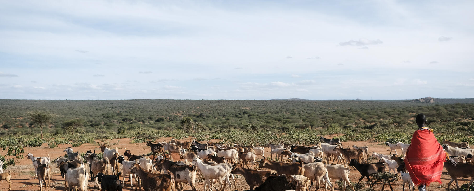 Livestock in Kenya