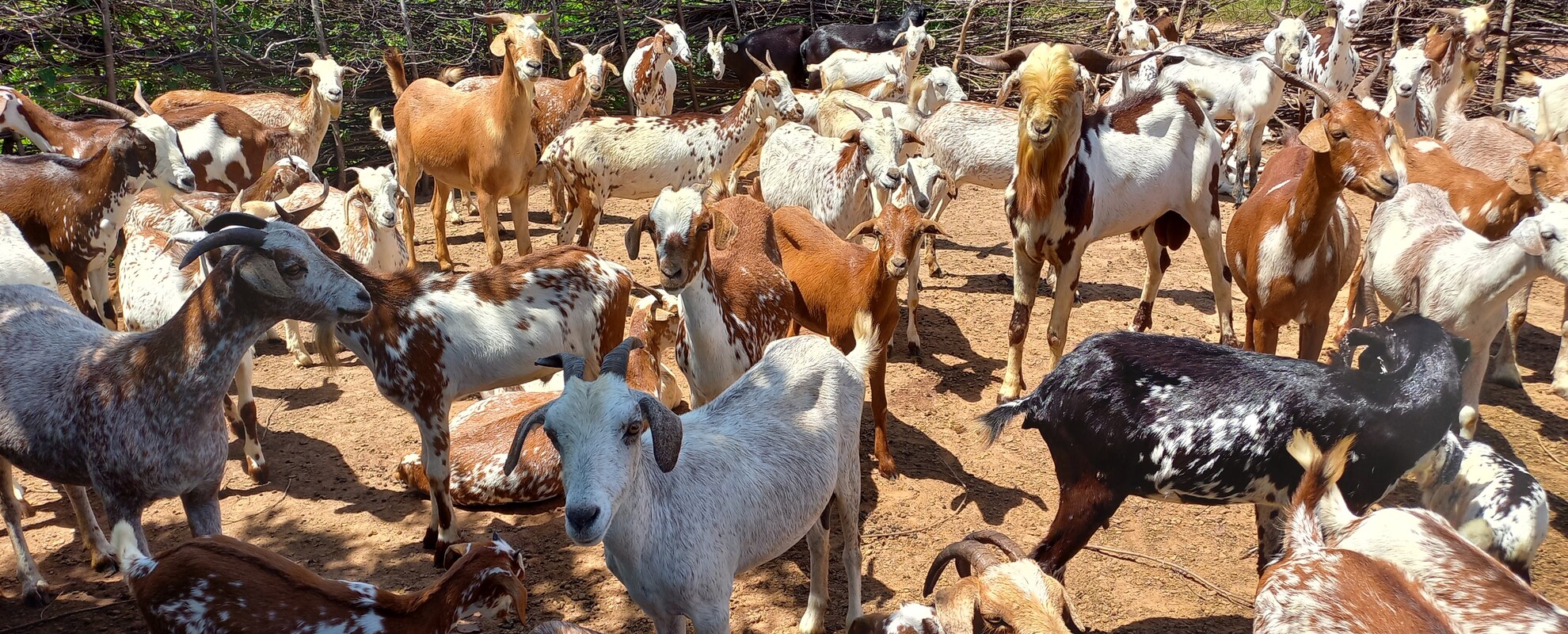 Goats in Mali