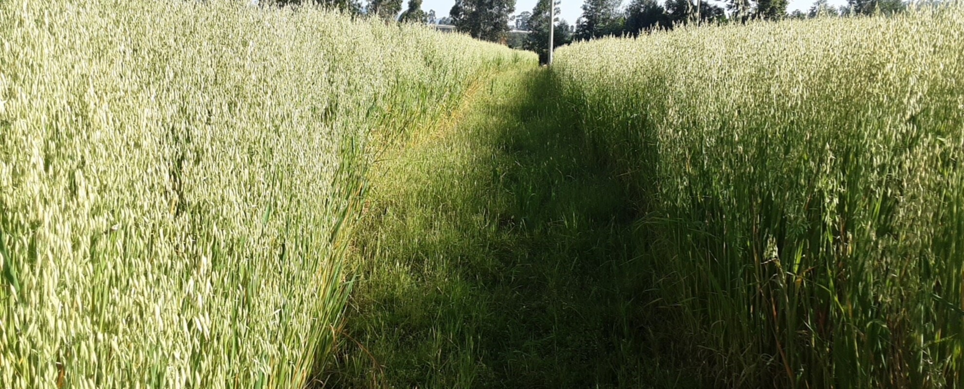 Worabe Research Center, Oat variety ( Photo credit: Rahel Abiy, ILRI,202