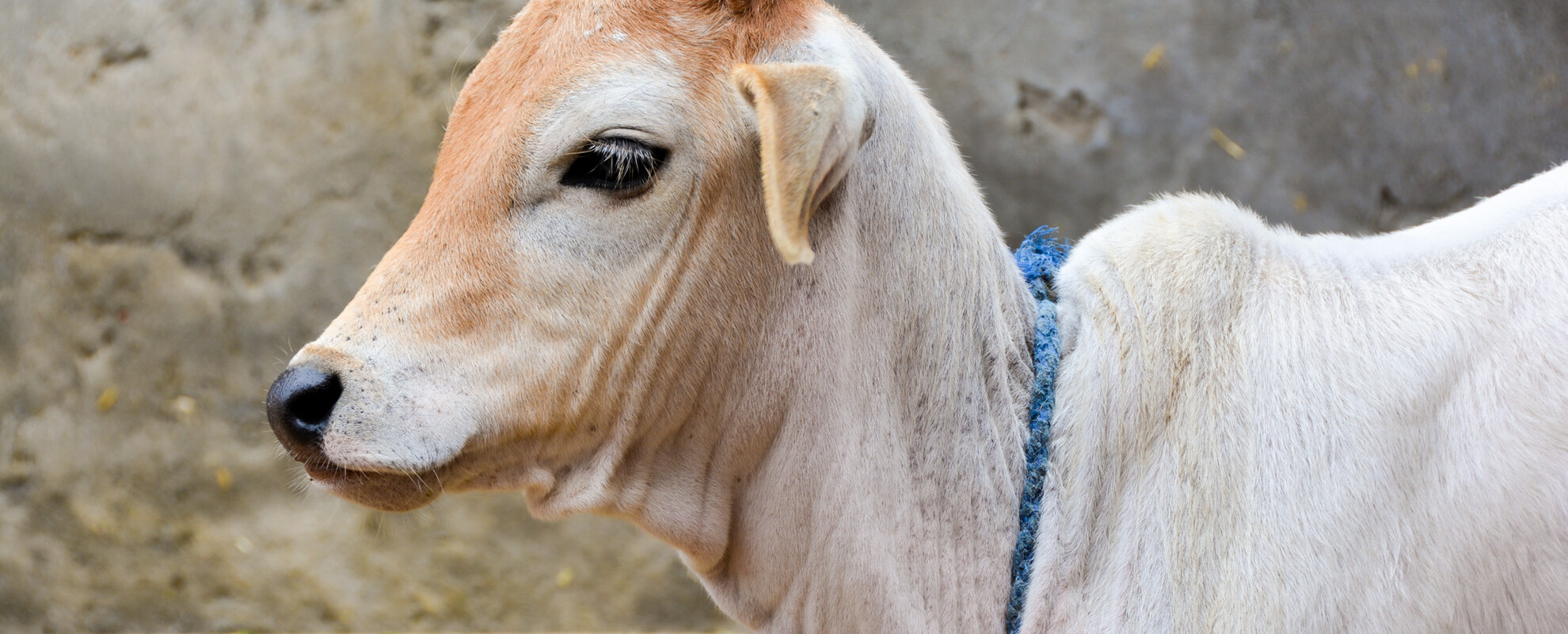 Calf (ILRI/Susan MacMillan).