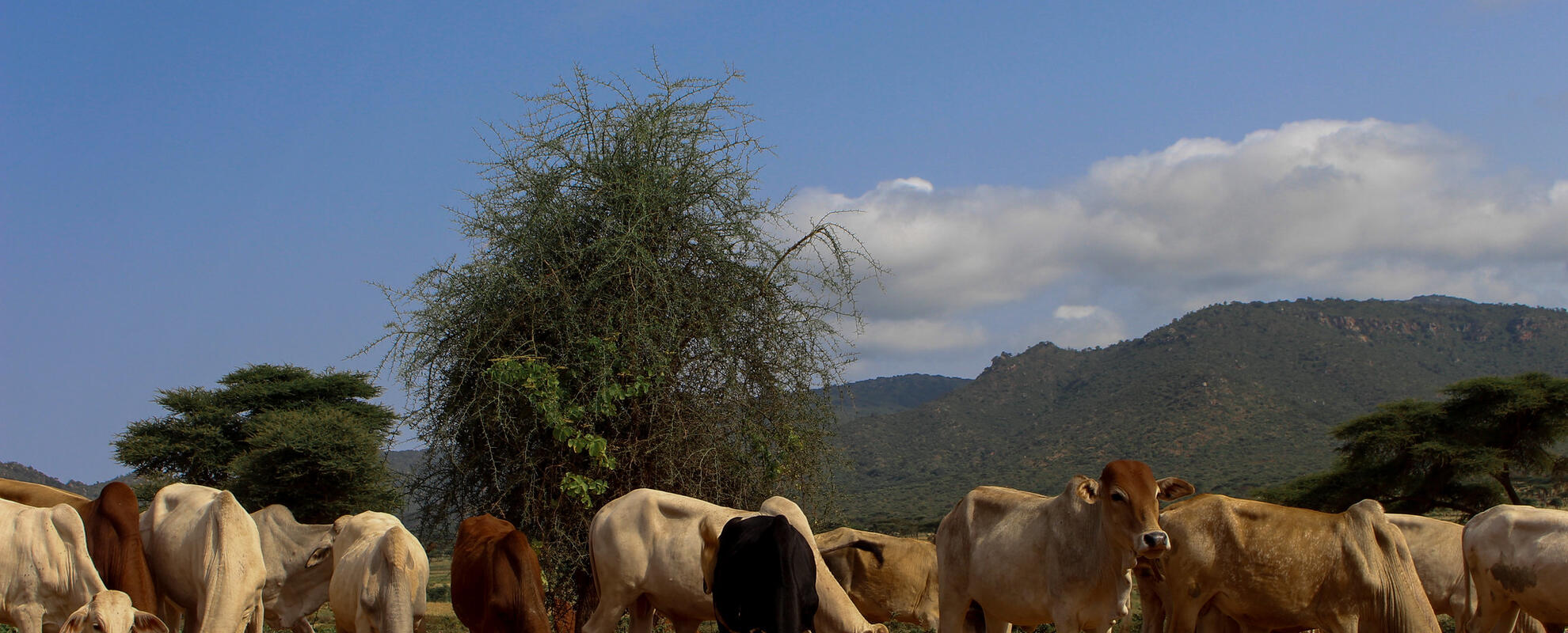 Boran cattle grazing on pasture (ILRI/ Camille Hanotte). 