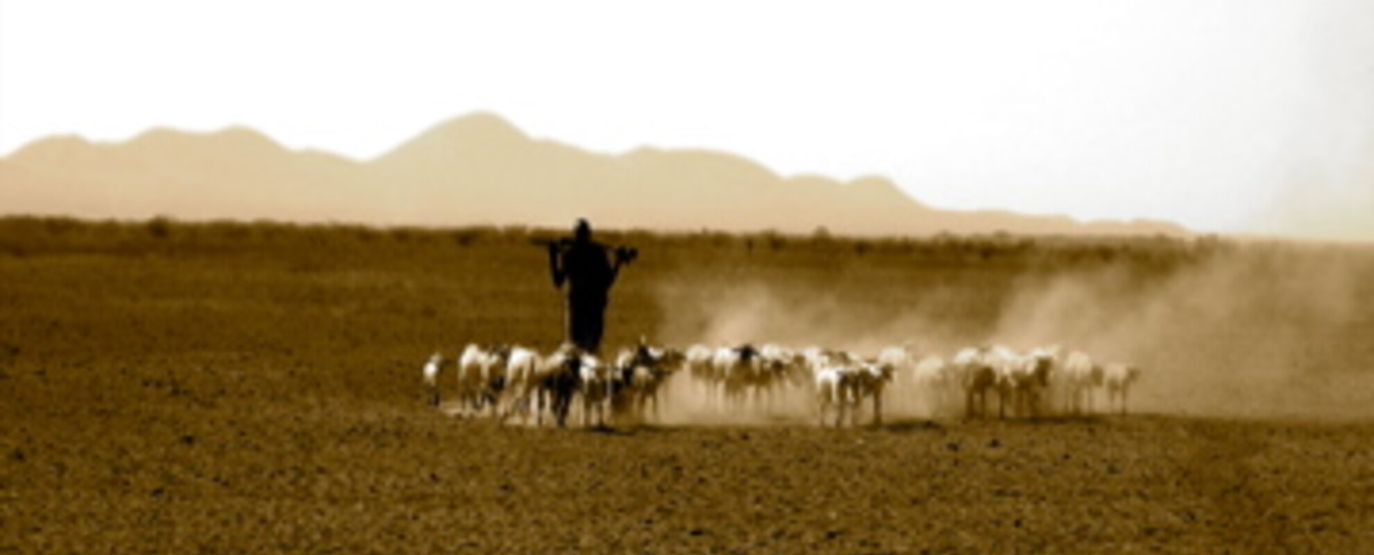 Reversing rangeland degradation is a must for ensuring the sustainability of pastoralism as a viable land use in Ethiopia. Photo by F.Flintan/ILRI. 