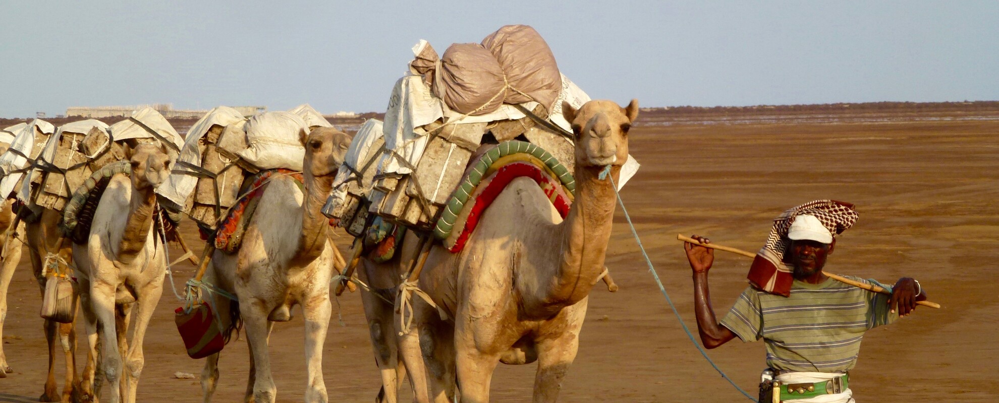 Camels are indispensable to Ethiopia's pastoral communities, offering resilience in the face of climate change and resource scarcity