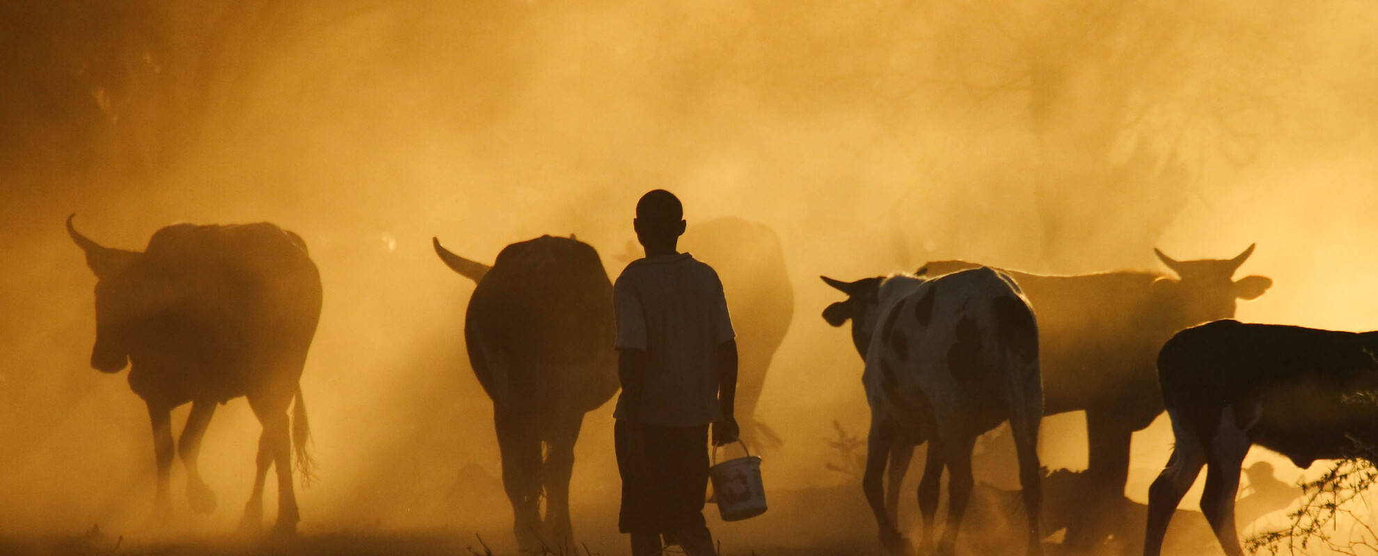 Mozambique cattle