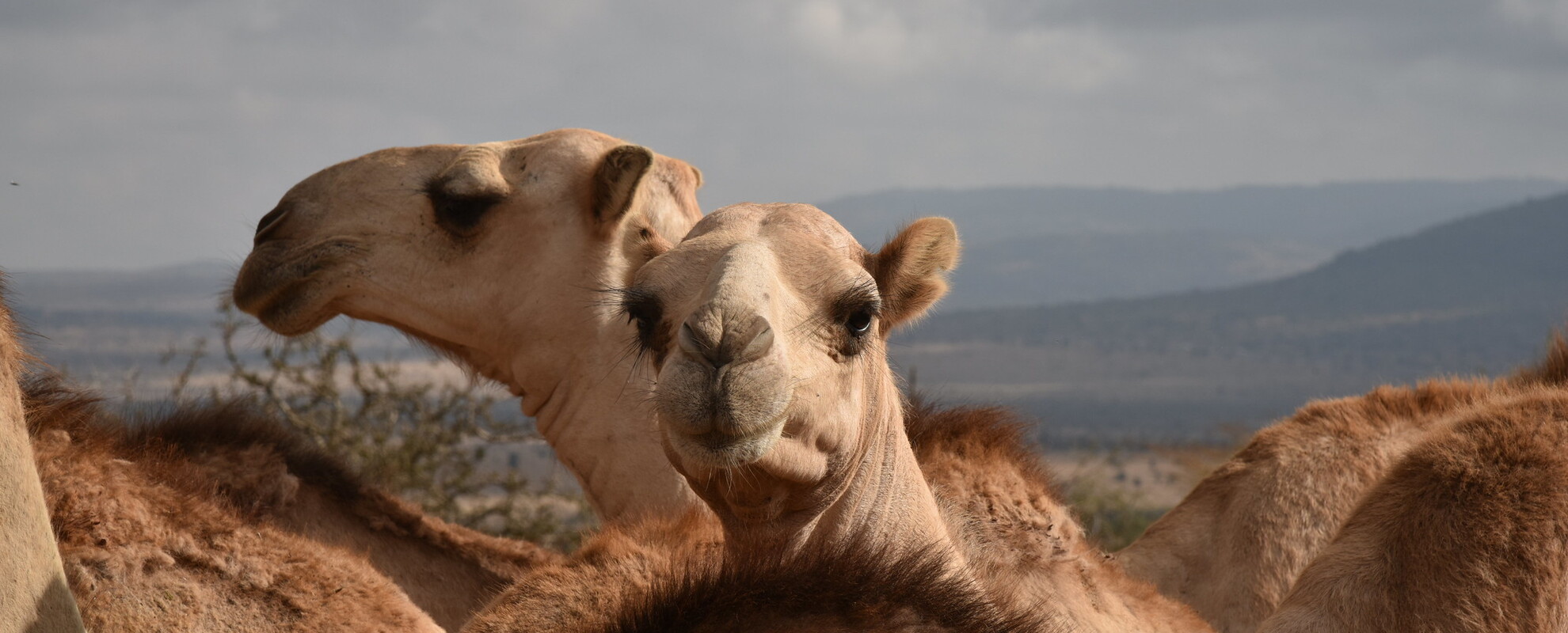 Veterinary medicine for camel health and welfare