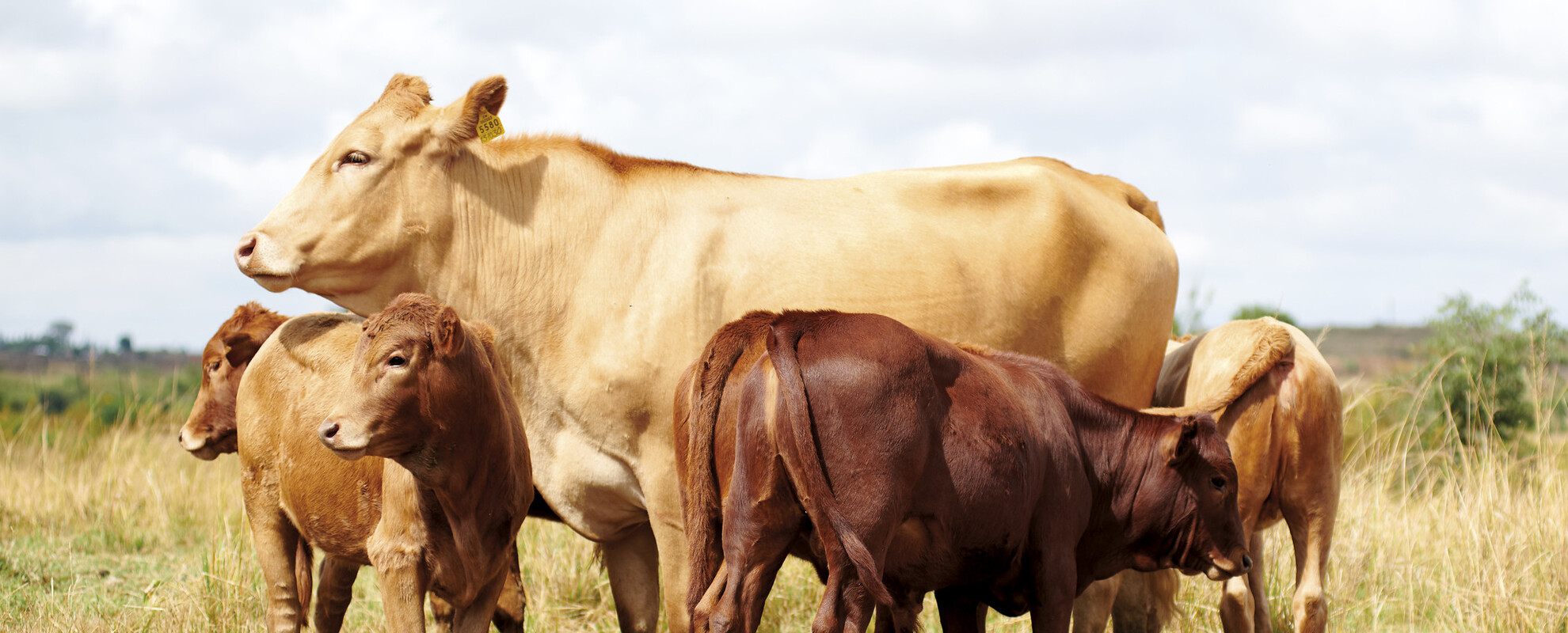 Tuli cattle. ILRI/Stevie Mann