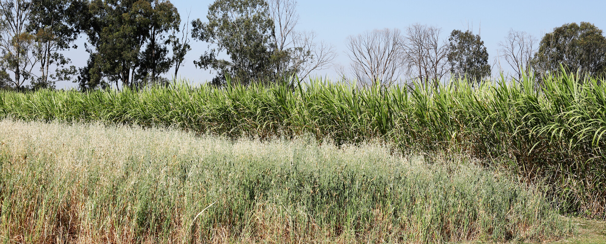 ILRI Napier grass and oats plots in Bishoftu