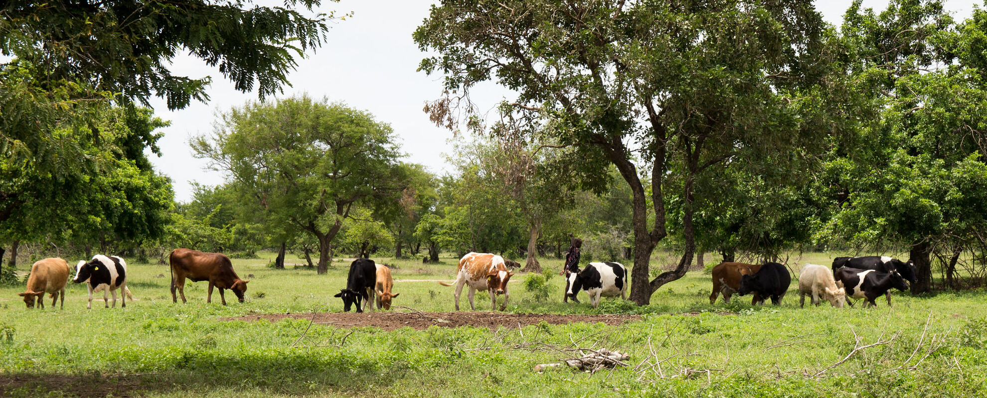 Kenyan highlands pasture (ILRI / Sonja Leitner)