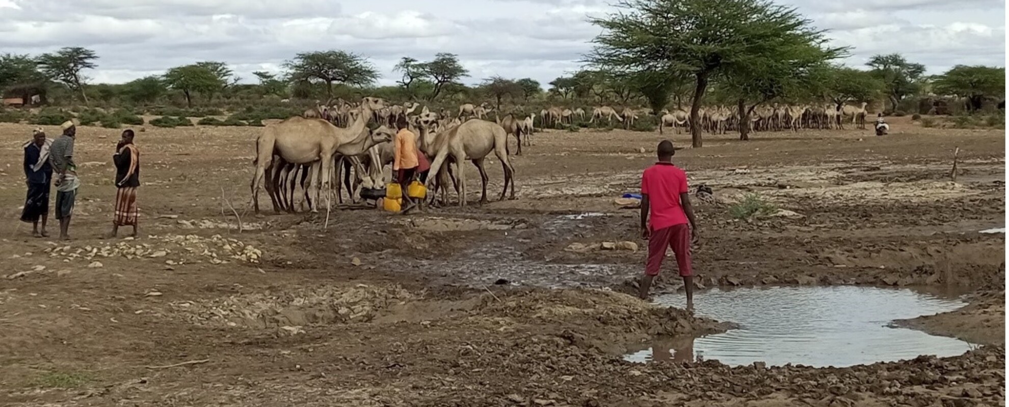 In the Osobey-Globo rangeland unit in the Filtu Woreda of Ethiopia, supported by the PRM project, a pastoralist waters his camels from the pond during the short dry season. Photo by Mohammed Said/ILRI.