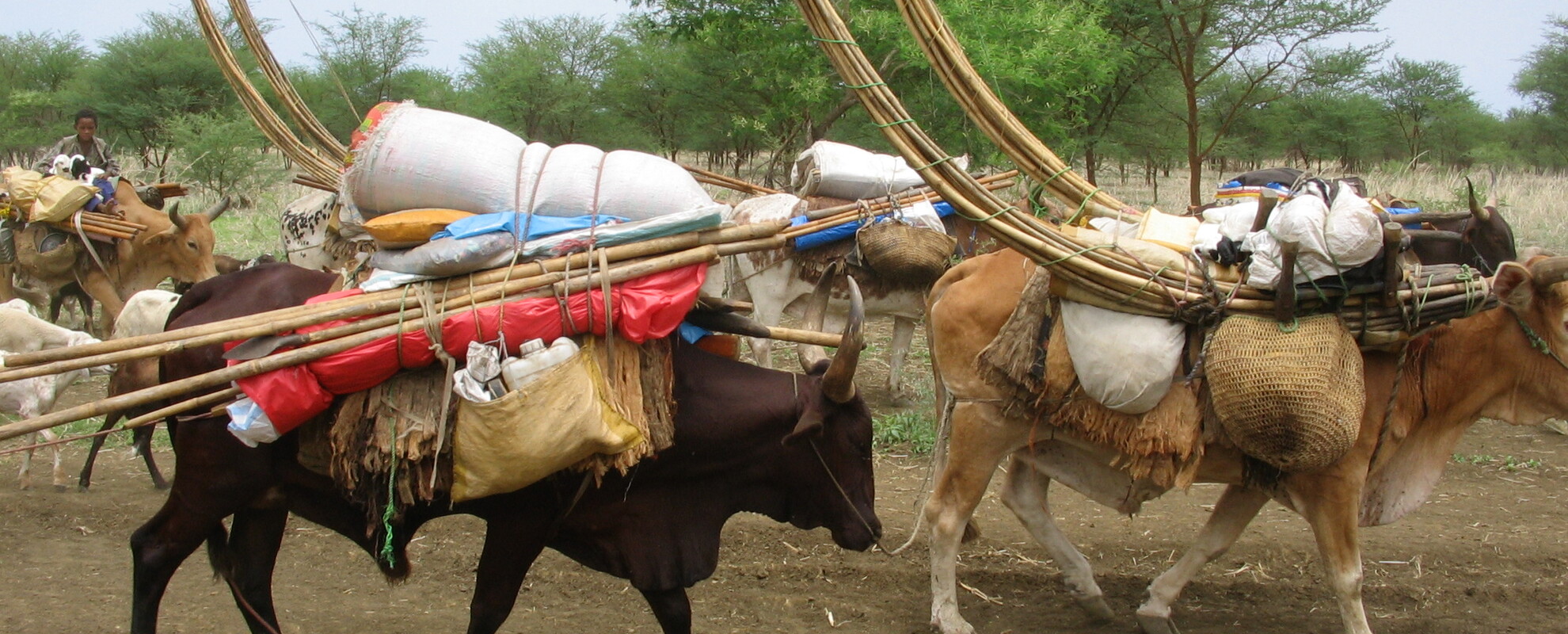 Fallata (Fulbe) pastoralist cattle on the move in southern Gadarif, Sudan. Photo by H.Sulieman/ILRI.