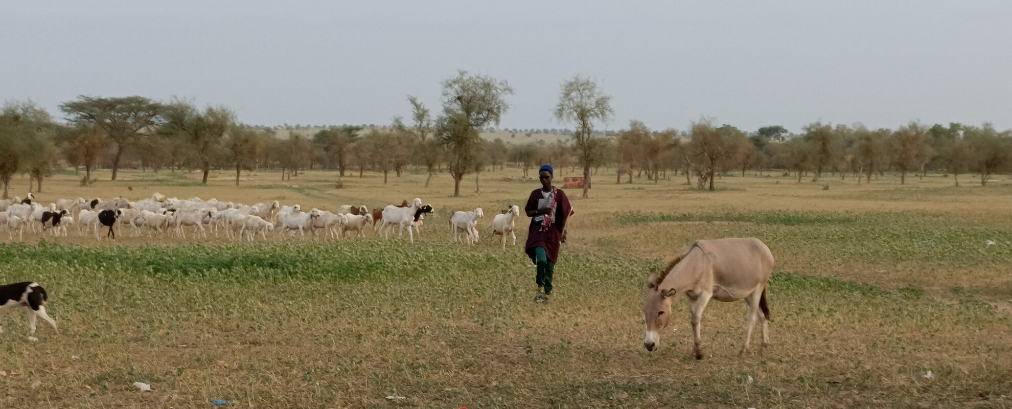 A shepherd returning with his flock after a day’s grazing in the Dodji sylvo-pastoral reserve in Ferlo. Photo by Baba Ba/ILRI.