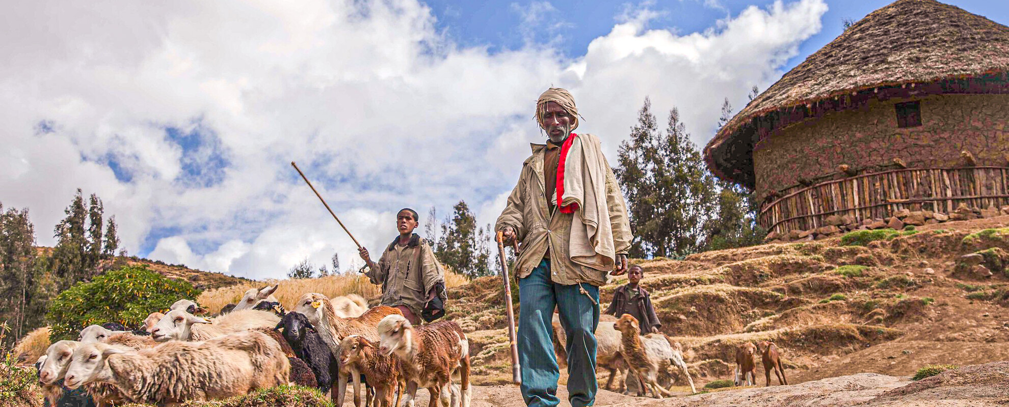 Ethiopian farmer with sheep, in the drought-prone hotspot of the Blue Nile basin, Ethiopia (ILRI/Zerihun Sewunet).