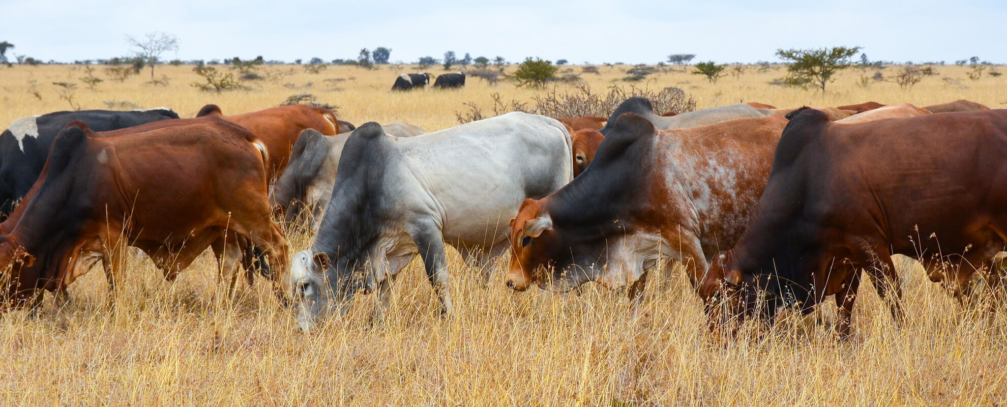 Livestock at the Kapiti ranch in Kenya (photo credit: ILRI/Paul Karaimu).