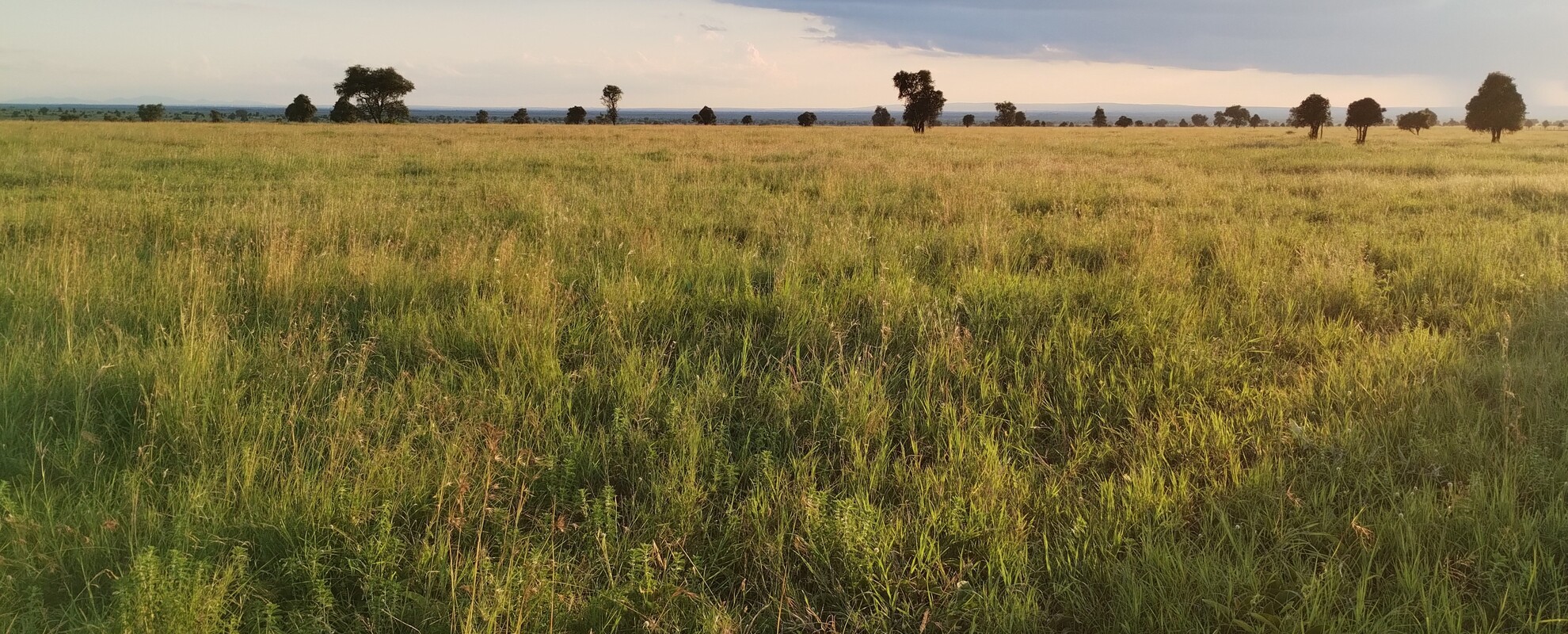 Healthy grassland soils support lush vegetation