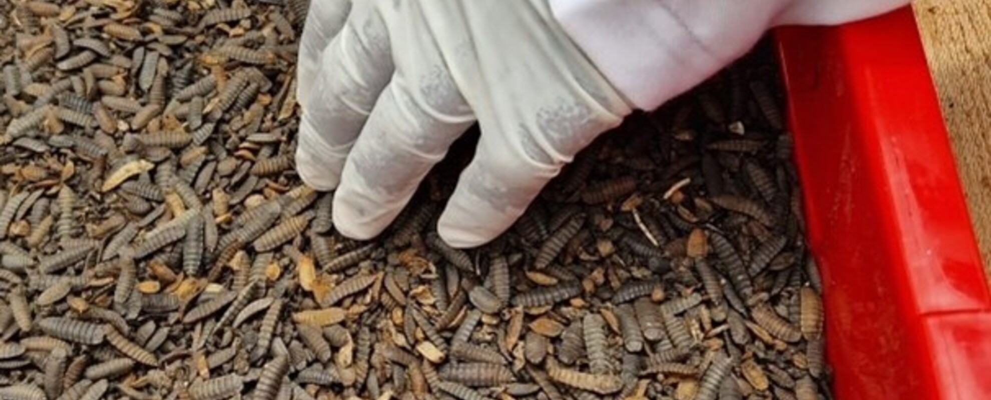 Black soldier fly larvae