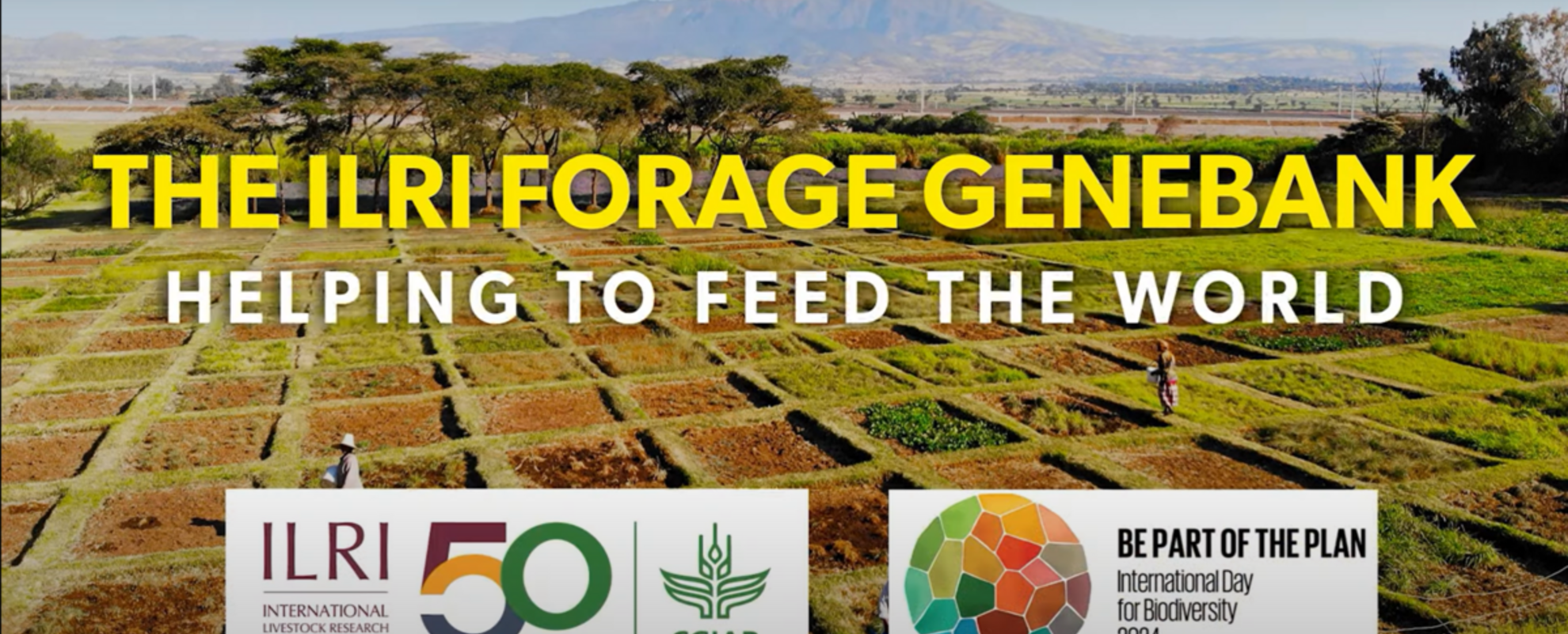 ILRI Forage Genebank