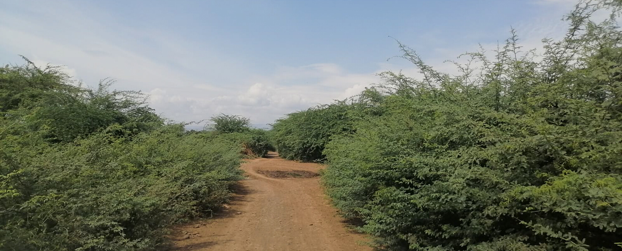 Prosopis juliflora bushes