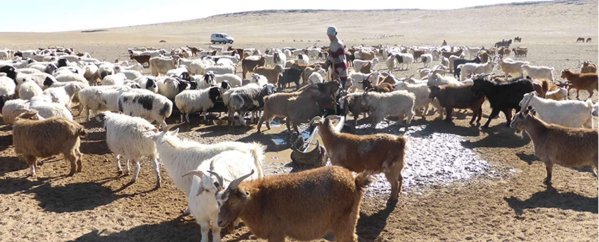 The growing Mongolia cashmere value chain has led to rangeland degradation. STELARR aims to harness some of the profits made from cashmere for rangeland restoration. Photo credit: Barbara Wieland