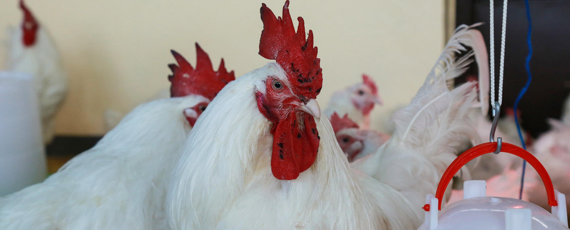 Empowering youth and boosting nutrition: ILRI’s street chicken business initiative in Ethiopia