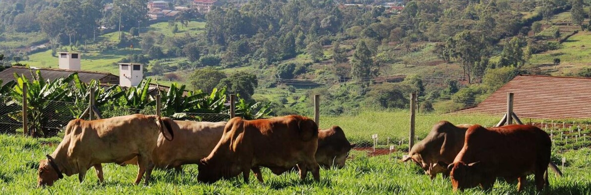 Cattle in Kenya 