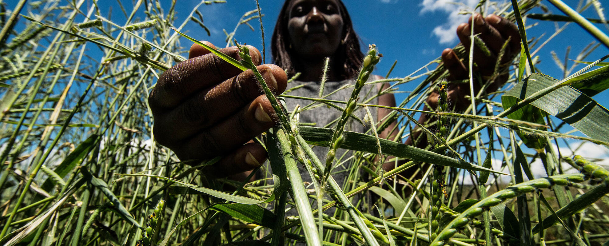 Forages in Rwanda