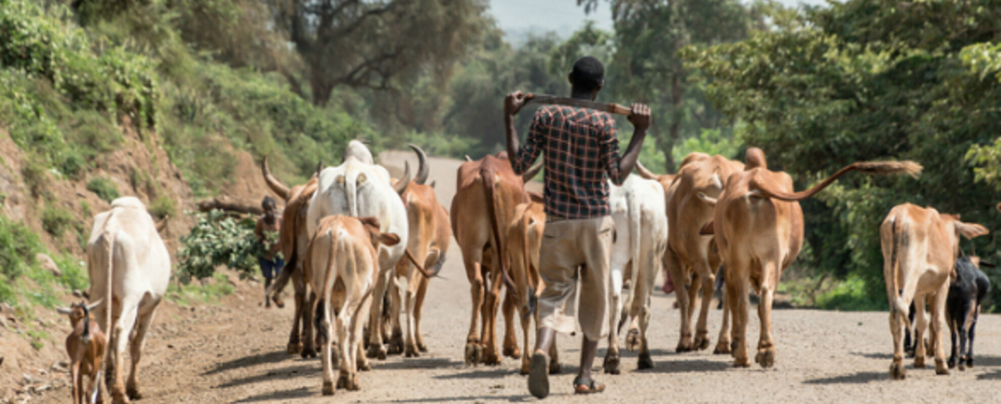 Annually, significant global investment is made in disease mitigation to enhance livestock health and productivity