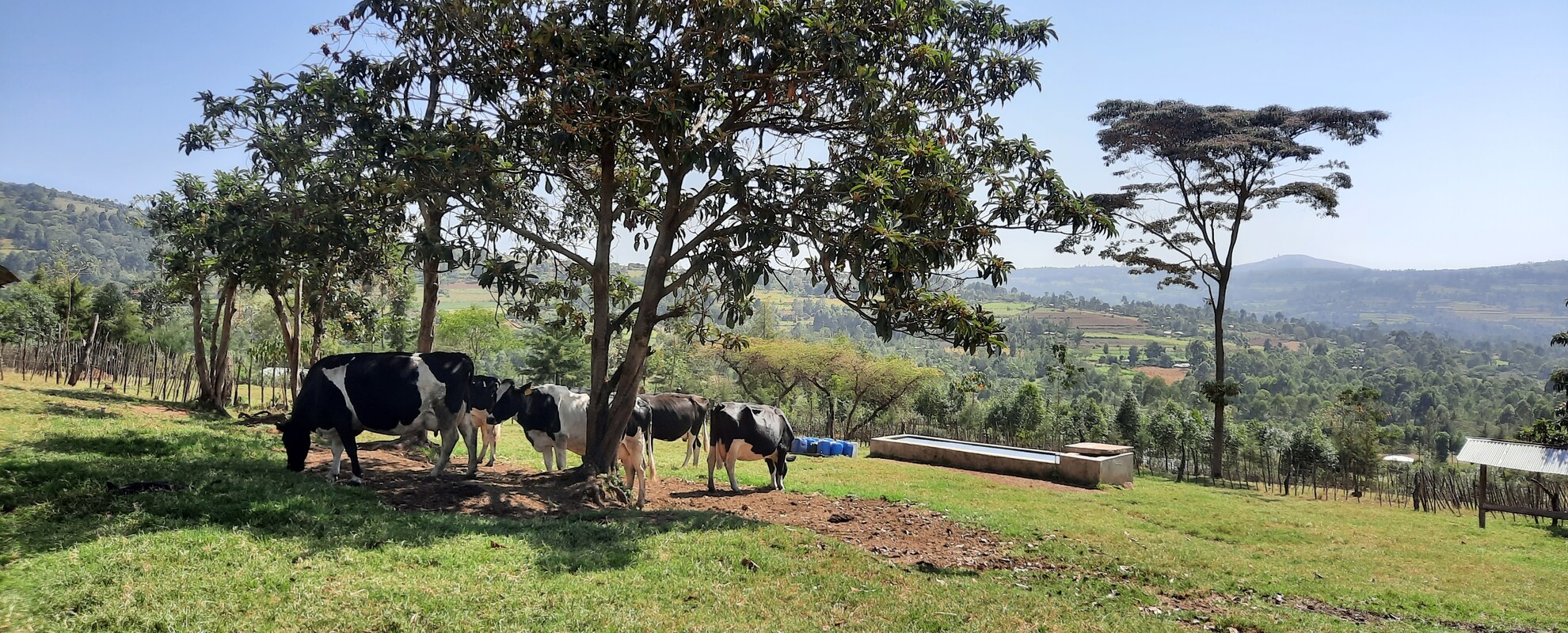 A dairy farm in the Kenyan highlands (ILRI/Birgit Habermann)