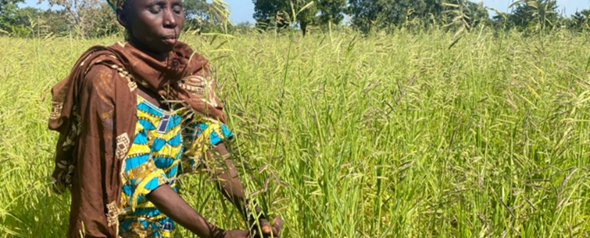 A woman in her Brachiaria field in Farakala, Mali (photo credit: ILRI/Michel Dione).