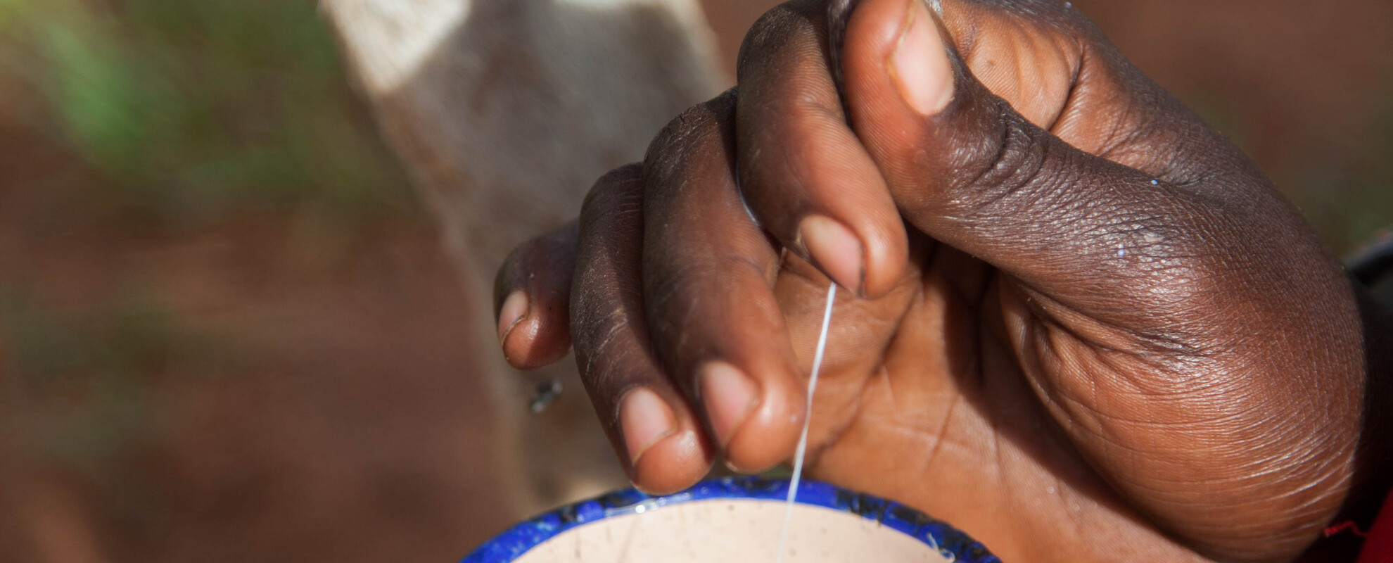 Close-up of goat teat, woman milking into a tin cup