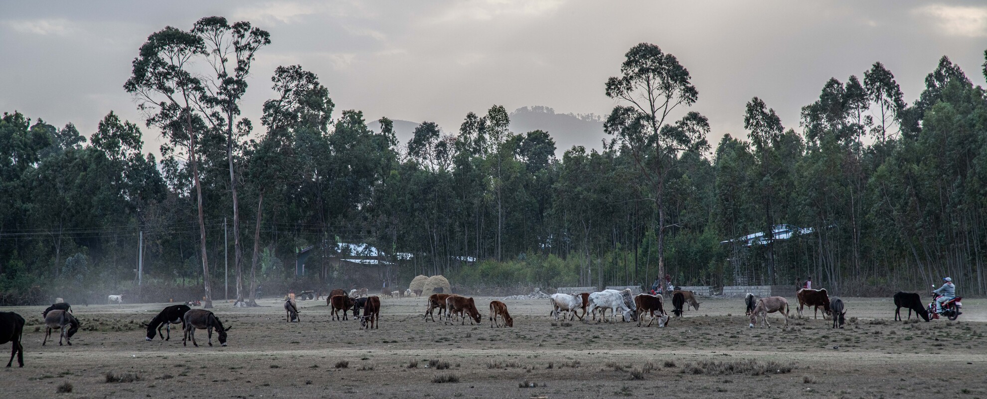 Restoration of Livestock Services in Conflict and Drought Affected areas of Ethiopia (RESTORE)