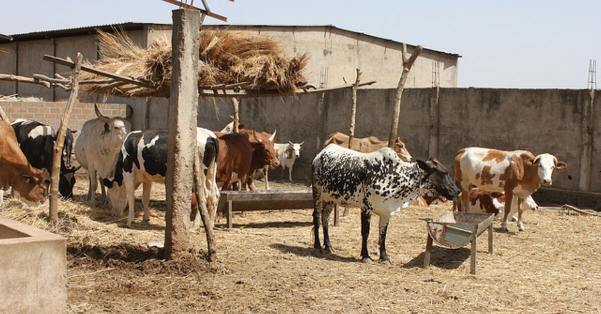 Feed the Future Mali Livestock Technology Scaling Program