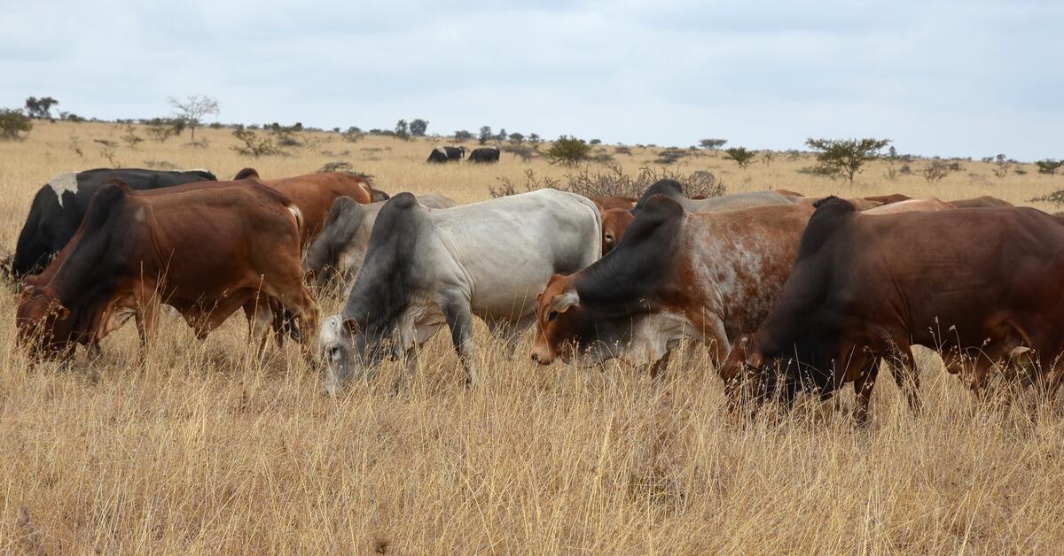 Kenyan livestock sector to grow ‘exponentially’—Kenya National Bureau