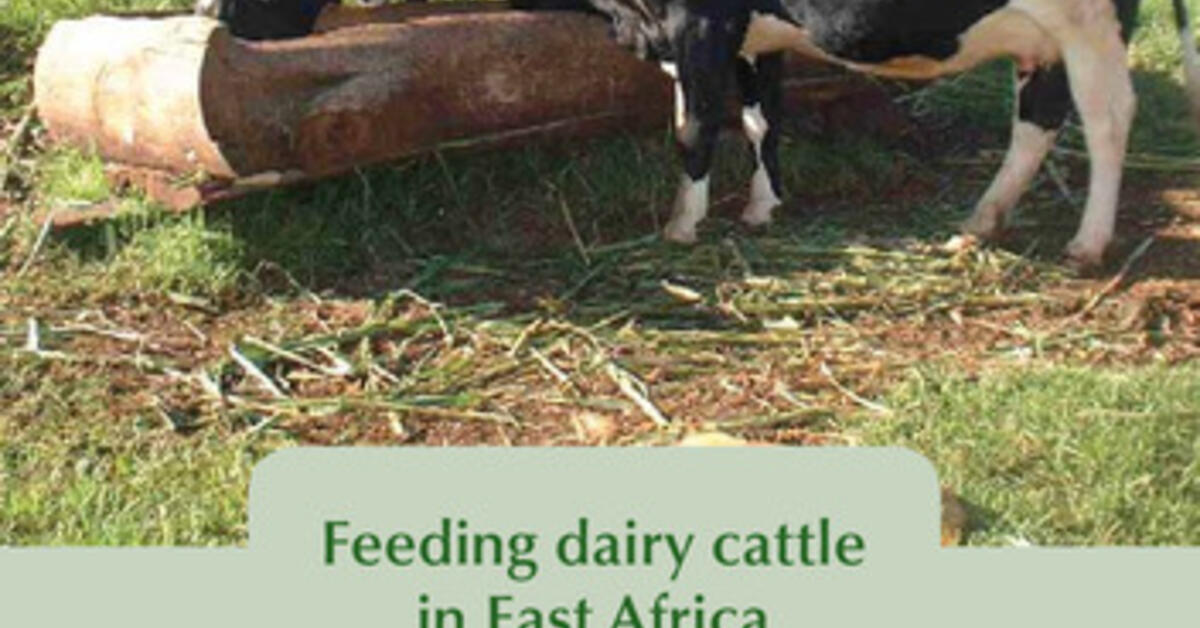 feeding-dairy-cattle-in-east-africa