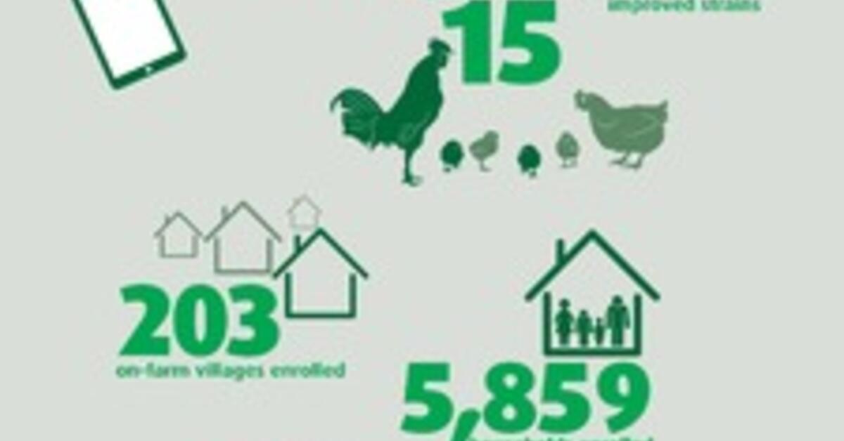 african-chicken-genetic-gains-acgg-achievements-to-date